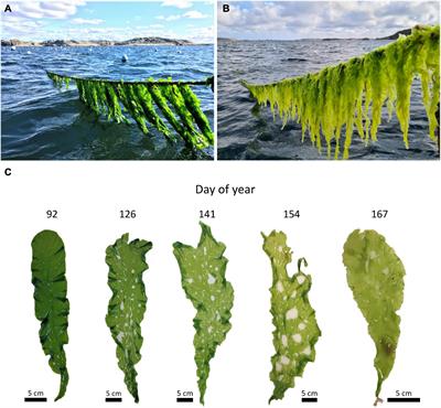 Harvest Time Can Affect the Optimal Yield and Quality of Sea Lettuce (Ulva fenestrata) in a Sustainable Sea-Based Cultivation